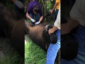Full process of neutering a horse