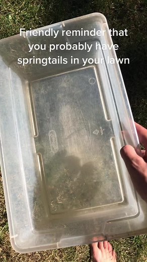 Discovering Yellow Pikmin in Your Lawn: A Fascinating Encounter
