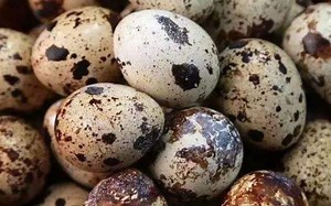 [熟][Nucleus]生殖周期