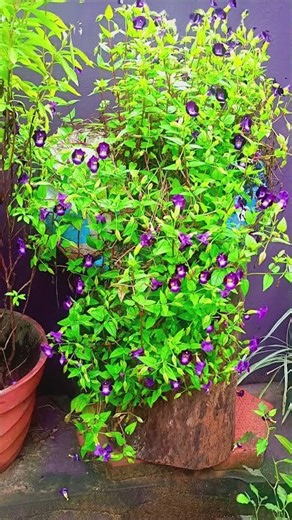 കാക്കപ്പൂവ് / utricularia reticulata flower💜💜