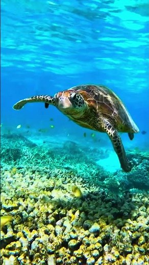 Life of Turtles #facts #animalfacts #wildlife