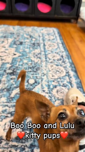 3.5K views · 798 reactions | My little bobble heads!凉凉凉 boo-boo is very calm until she hears her sister barking. Then it’s game on! The bobble heads are up! Of course, once we finally get Lulu out of bed, boo-boo takes advantage of the situati~ | Big Guy Littles World | Facebook