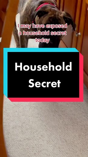 Zoom secret #zoom #brinkleythebullmastiff #puppytiktok #dogsoftiktok