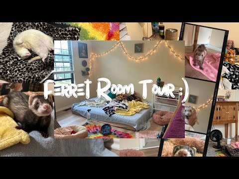 (New) Ferret Room Tour :)))