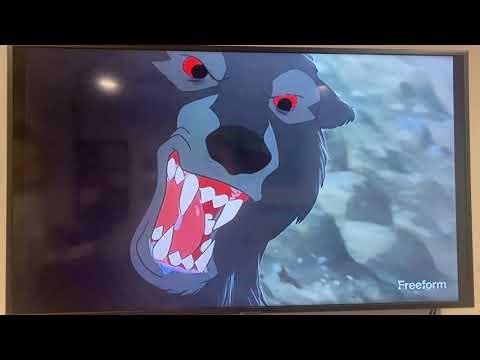 The Fox and the Hound Bear Attack on Freeform Tuesday March 4th 2025 (800 subscribers special)