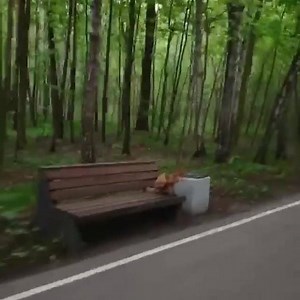 227 reactions · 40 shares | НИЧЕГО НЕОБЫЧНОГО 力 Ничего необычного, просто лиса отдыхает на скамейке в парке «Лосиный остров». А как проходит ваш день?  «Московские новости» #москваменяется #будьдома | Москва меняется | Facebook