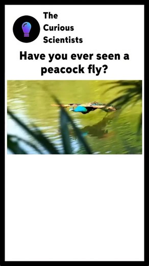 Science | Interesting | How it works on Instagram: "Despite their size and long, heavy tails, peacocks can actually fly short distances. They usually take off to escape predators or to reach tree branches where they sleep at night. Their powerful wings help them lift their large bodies into the air for a brief, graceful glide, often just a few seconds long. Watching one take flight is rare, since they spend most of their time walking and displaying their feathers on the ground. #peacock #explore