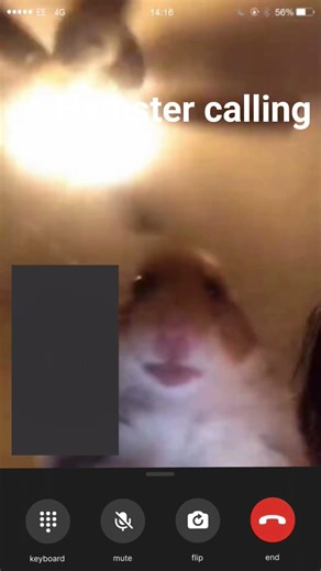 Hamster calling meme