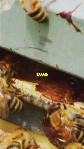 How Bees Make Honey!🍯🐝