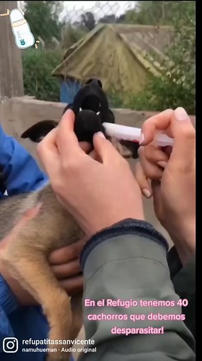 Desparasitación de cachorros: importancia y cuidados necesarios
