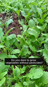 Kill pests in vegetables properly #gardening #gardentools #gardeningtools #tool #tools #gardeningmakemehappy #handtools #cooltools #satisfying #gardeners #gardeninspiration #gardening #trees #tree #treesofinstagram #treestreestrees #treestagram #gardeningtips | Garden Tips
