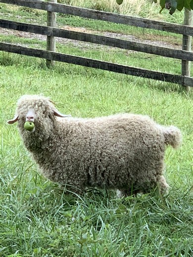Here is how I make a felted cat ball. I start with a plastic ball that has a bell in it. (If you felt around bells that do not have space to move around you will not hear much of a bell ringing.) First I wrap the ball with some yarn. Then wrap with fiber and lightly needle felt. The yarn gives the fiber something to needle felt to. Then wet felt to get a smooth round ball. I first lightly needle felt as this makes it easier to get a nicely rounded felted ball without any creases in the felt. Let