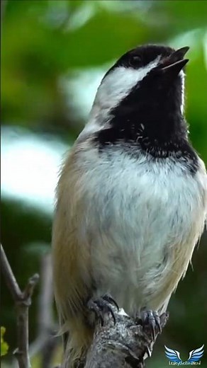 Black-capped Chickadee Song Battle | Nature’s Cutest Sing-Off
