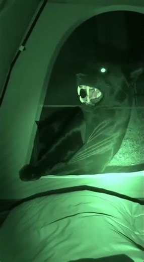 DO NOT OPEN THE ZIPPER! 🐈‍⬛💀 Night Terror #shorts