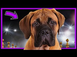 Remember this dog? He’s famous now // The Sylvester Stallone story