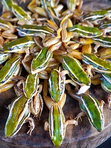 BBQ Green Frogs 🤤So Delicious😋 | Monkey Wiki