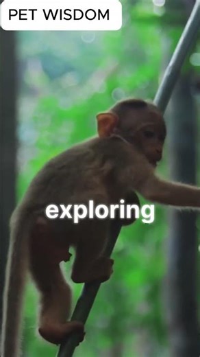 A Monkey playing in the jungle #animalfriendship