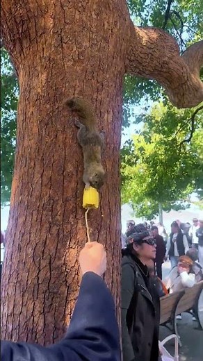 The process of feeding squirrels safely and responsibly #shorts