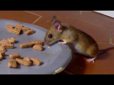 La souris voleuse Le retour !