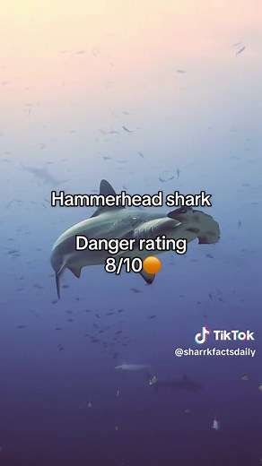 Sharks in UK Waters: Danger Ratings & Shoreline Species