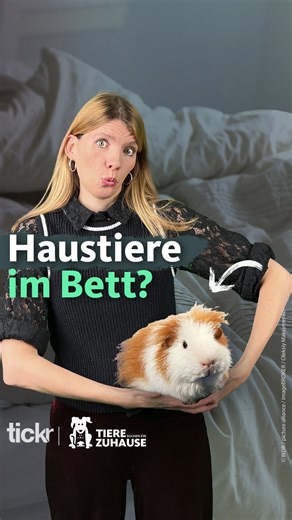 tickr by WDR aktuell on Instagram: "Darf dein Haustier mit ins Bett? In einer repräsentativen Umfrage von YouGov wurden auch Haustierbesitzer in Frankreich, Österreich, Italien und der Schweiz befragt – aber niemand kuschelt so gerne mit seinen Tieren im Bett wie die Menschen in Deutschland. Für Hunde und Katzen hat es laut dem Tierschutzbund übrigens weder Vor- noch Nachteile, mit einem Menschen im Bett zu schlafen - sofern sie die Nähe lieben. Trotzdem schlafen auch bei uns 52 Prozent der Tier