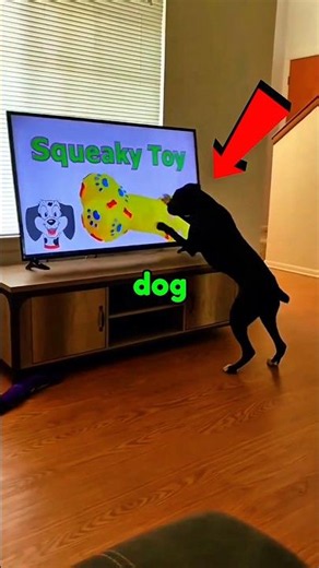I Let My Dog Watch TV... Big Mistake 😂📺 #shorts