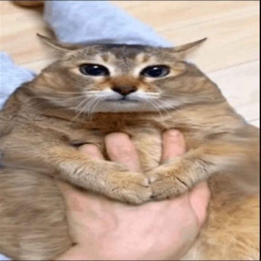 tole tole by Seracington