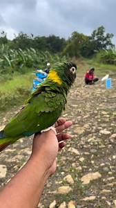 Yellow collared macaw terbang sampe 6 menit❗️ | Muhamad Farizal