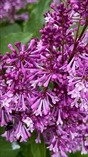 If you love lilacs, you will love these 2 shrubs! 💜