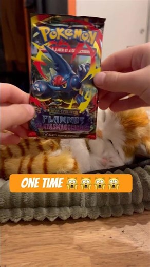 Why is there a cat?🙀