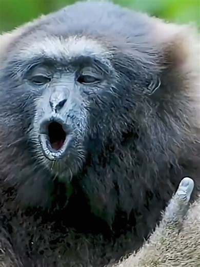 Wonderful sounds of Animals and Nature #animalworld #wildlife #natural #sounds #animalslifestyle #snowleopard #foryoupage