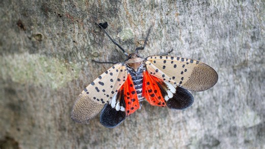 Ohio fights invasive spotted lanternfly with $65,000 worth of grants