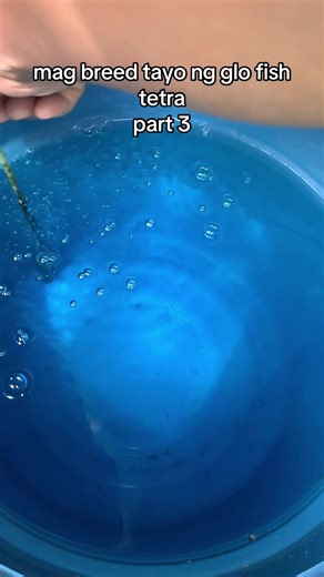 Breeding GloFish Tetras: Part 3