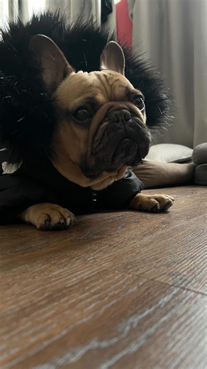 Сергей Карсанов on Instagram: "Жизнь с бульдогом 👉🏼@serg.teo 👈🏼 ПОДПИШИСЬ"