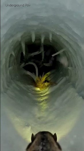 Field Cam POV: Releasing a Lemming into Subnivean Tunnels ❄️📷 #shorts #animalpov #lemming