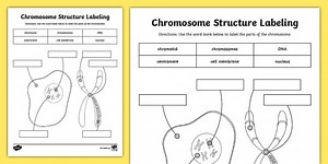 Eighth Grade Chromosome Structure Diagram Labeling Worksheet
