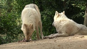 lobo ártico canis lupus arctos, también conocido como lobo blanco o lobo polar