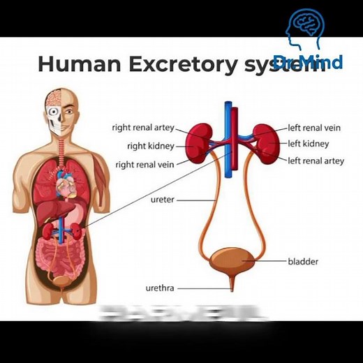 The Journey of Waste Inside the Human Body