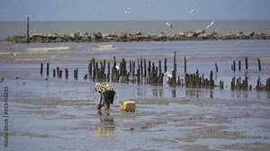 Shellfish collector man working, finding animals. People lifestyle.