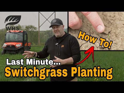 How To Plant Last Minute Switchgrass