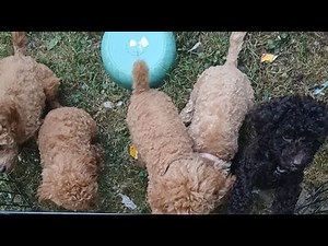 MiniPoodles&Doodles4Adoption is live!