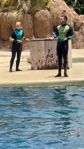 Dolphins Part 1 | Bucky