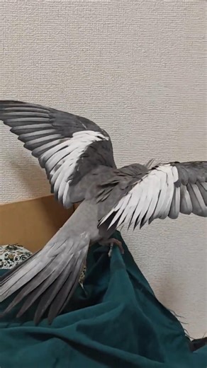 cockatiel is scared of something he cannot understand