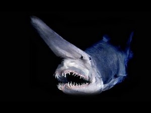 TOP 10 Strangest SHARK Species