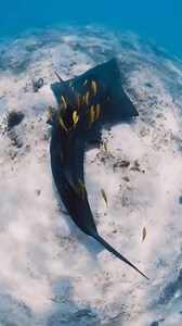 83K views · 2.7K reactions | Underwater life #ocean #underwater #oceanlife #fish #foryou #fyp | OceanLife | Facebook