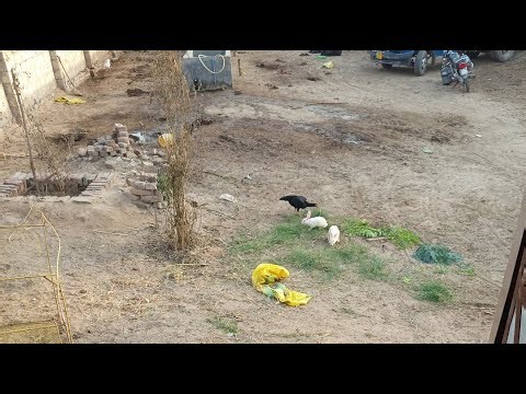Desi Farmhouse Life | Jutt Pigeon Club | Janwaron Ki DekhbhaalDaily Village Vlogs | Pigeon Farming