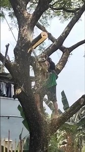 🔥big tree feeling skills technique #shortvideo #chainsaw #woodworking