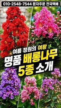 여름에 100일 동안 피는 나무 아세요? 🌺 배롱나무 명품 5종 — 체리모카·에보니앰버·다이너마이트 한눈에 비교