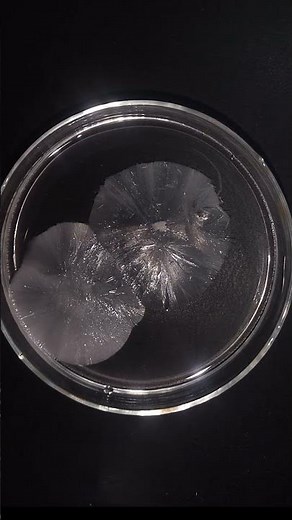 Freeze in a Flash! The Crazy Instant Ice Trick #experiment #chemicalreaction # sodiumacetate