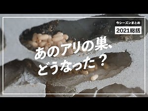 [2021 Ant Raising Summary] Let's take a quick look back at what happened to the ant colonies we m...